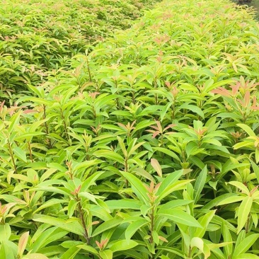木荷