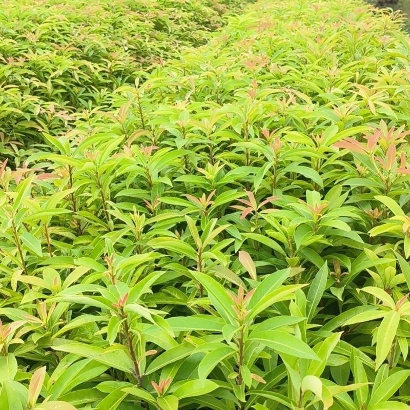 木荷