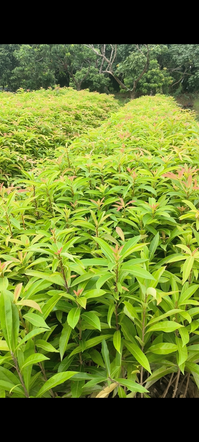 木荷