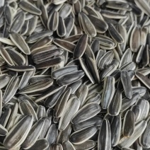 小生瓜子葵花籽产地直发品质好常年供应量大价优欢迎咨询