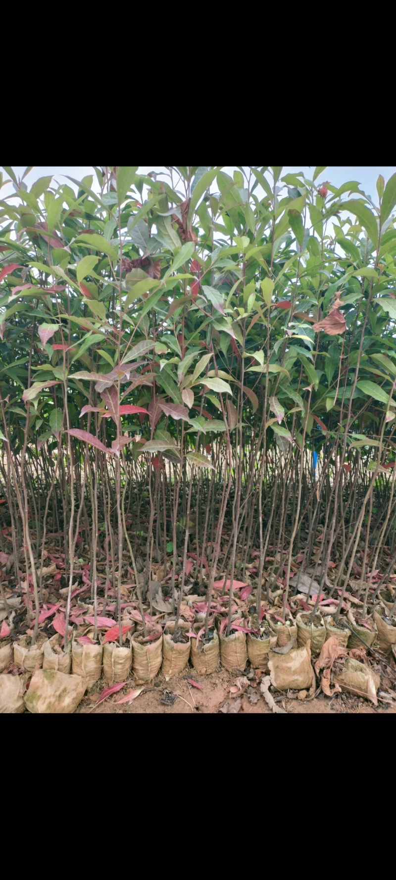 山杜英