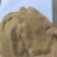 虫沙，蛋白17-20，无毒无味，水产料，猪料，禽料营养好