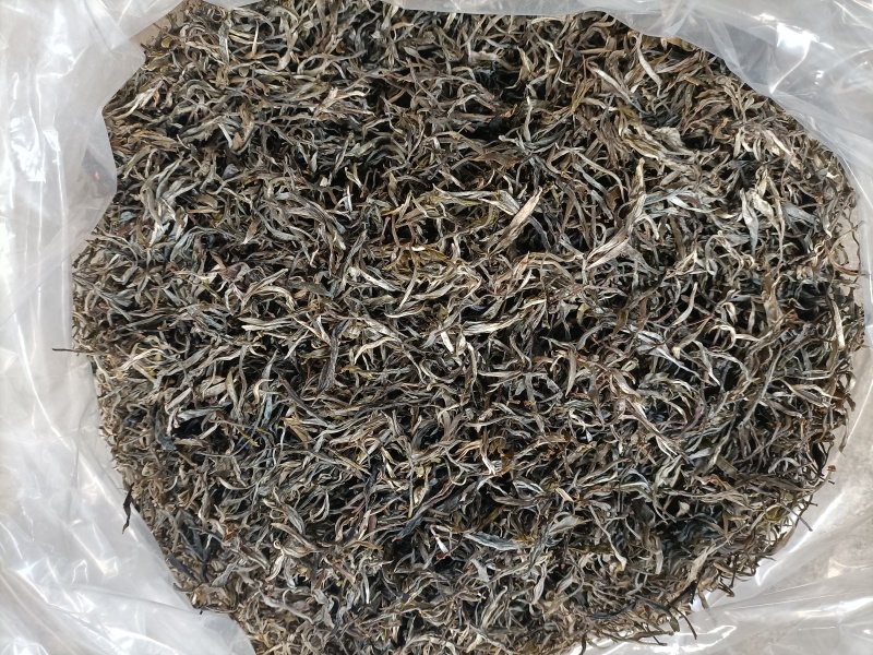 西双版纳明前绿茶勐海县勐阿镇高山生态绿茶