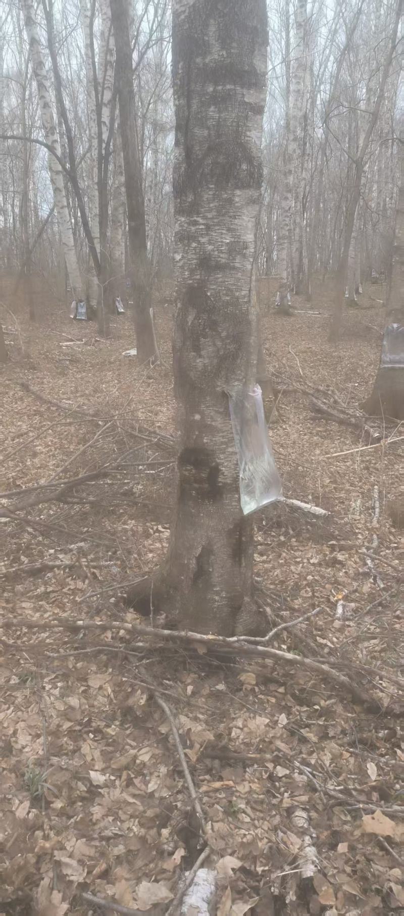 白桦树汁
