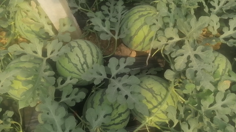 西瓜热卖美都甜王头茬西瓜大量上市物美价优