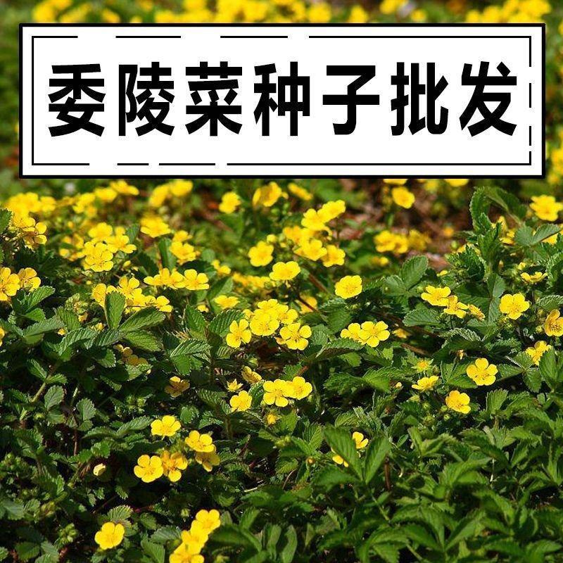 委陵菜种籽白头翁种子蛤蟆草种子庭院多年生景观地被植物耐寒