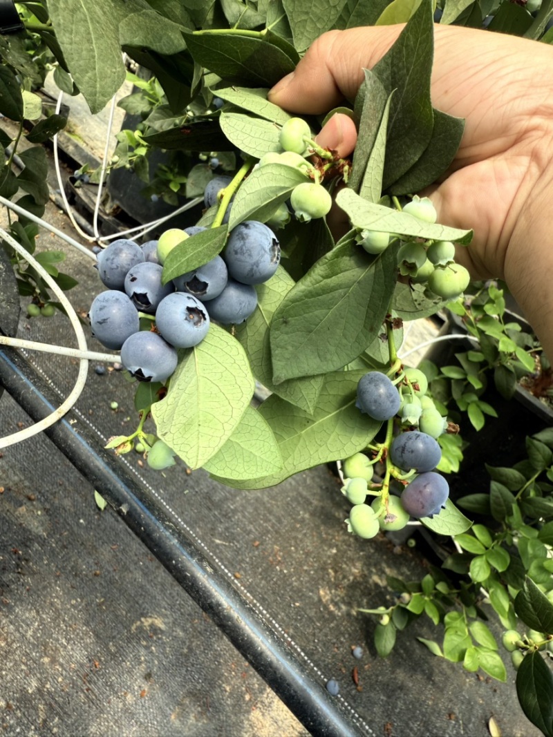 提供优质深山大棚大蓝莓