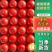 【推荐】硬粉西红柿西红柿弧三以上果型好硬度高耐运输