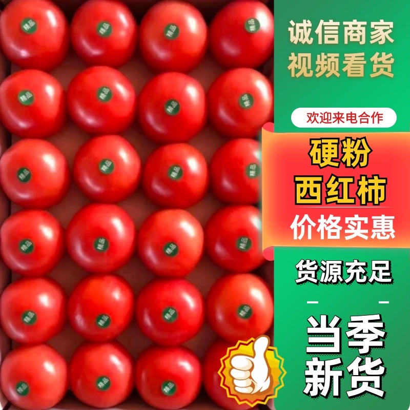 【推荐】硬粉西红柿西红柿弧三以上果型好硬度高耐运输