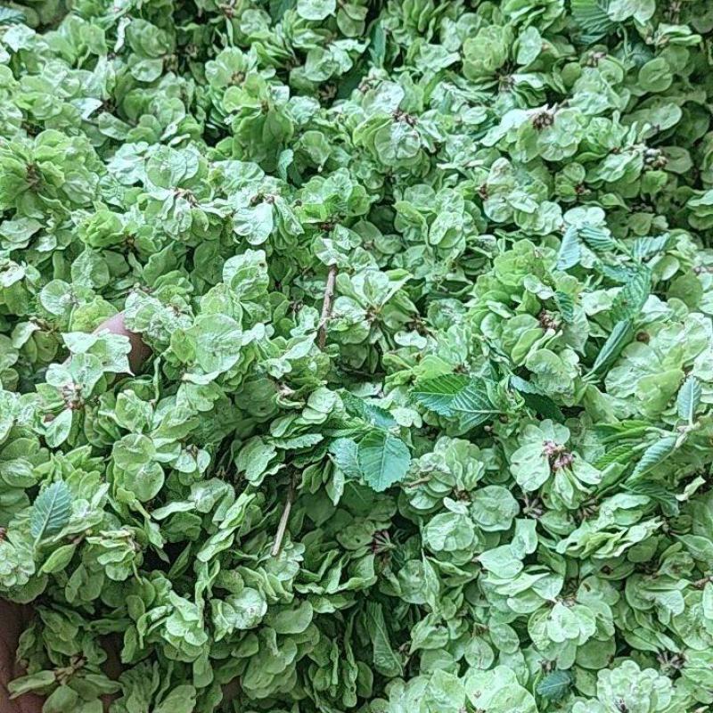 榆钱新鲜榆钱，供窝窝头厂，电商，团购，菜市场