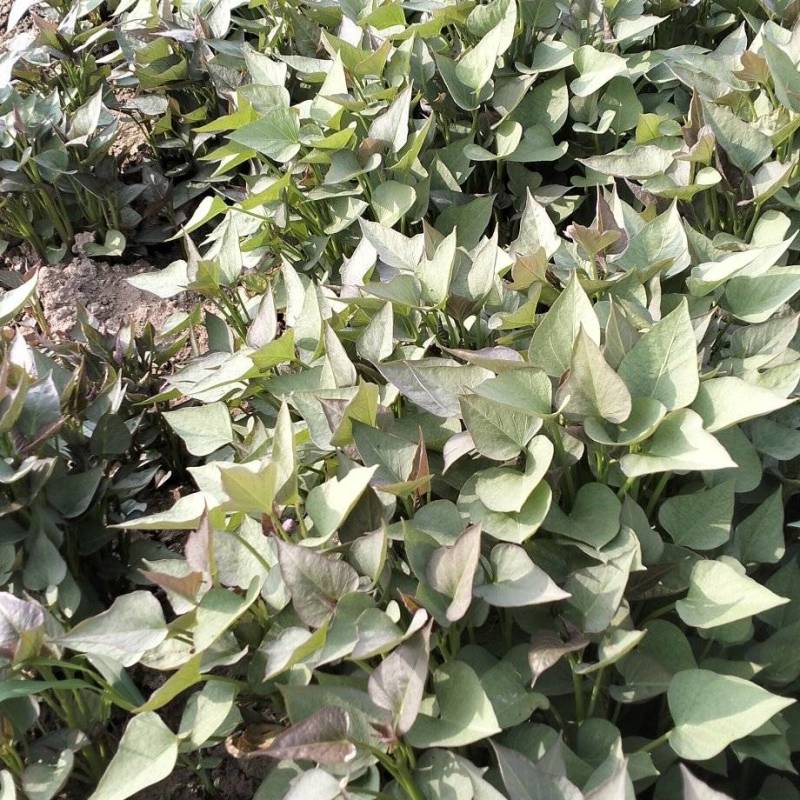 商薯19红薯苗