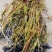 早熟高产红菱角苗有售，需要的老抓紧速购联系我。