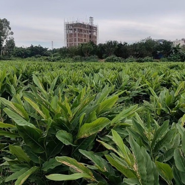 农家自种现挖红皮南姜种苗潮汕火锅调料品带根须带芽易活山姜