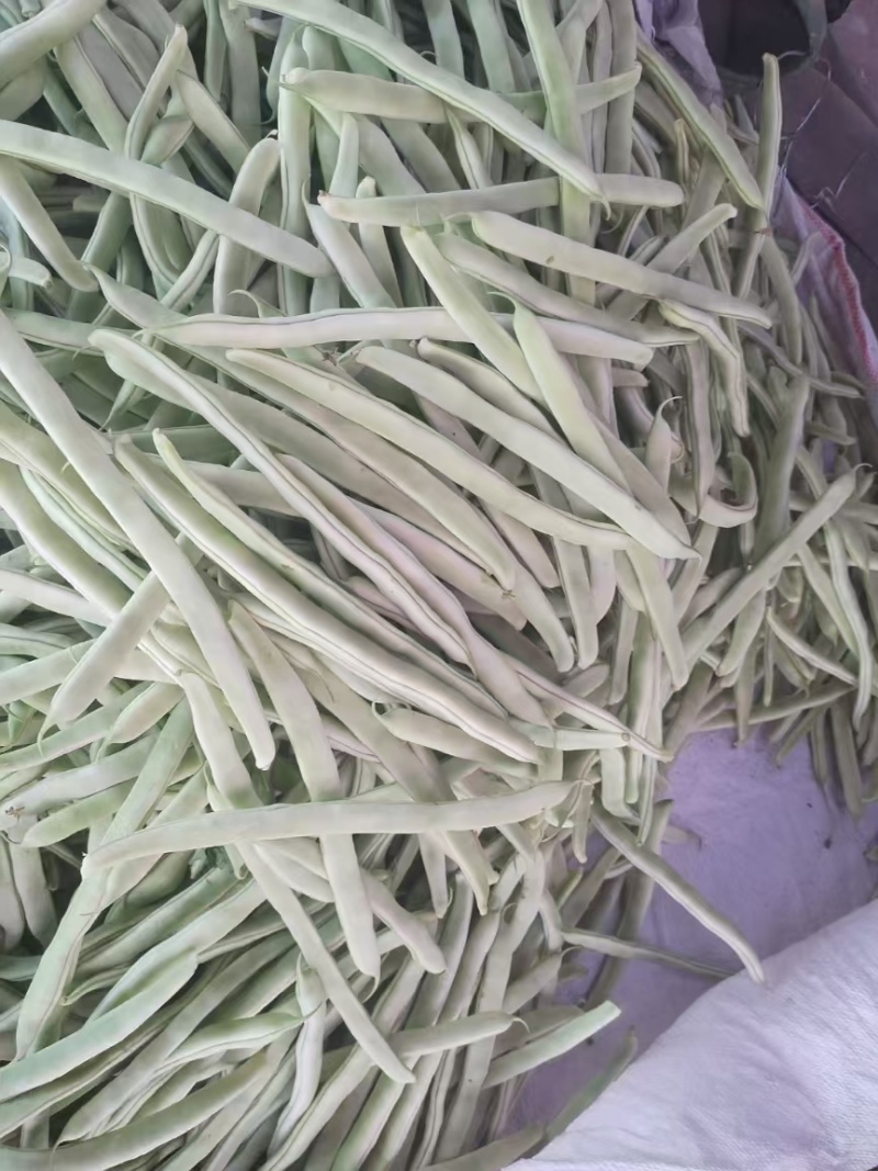 油豆角已大量上市，欢迎新老客户前来合作，全国代发大量供货