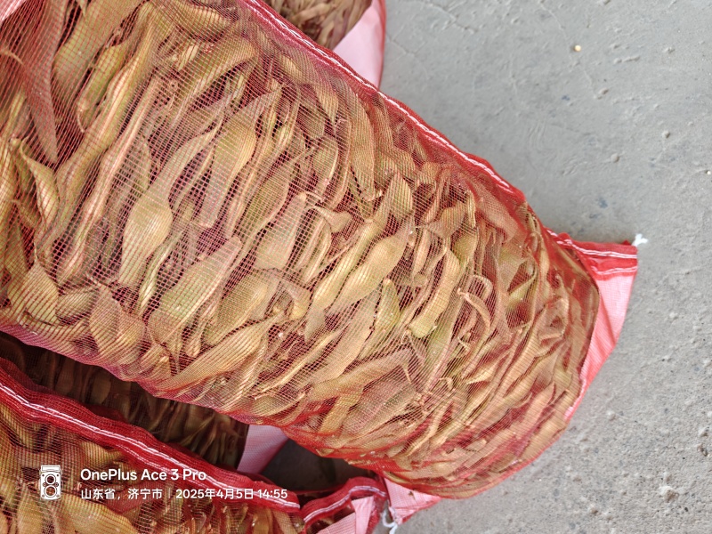 油豆角已大量上市，欢迎新老客户前来合作，全国代发大量供货