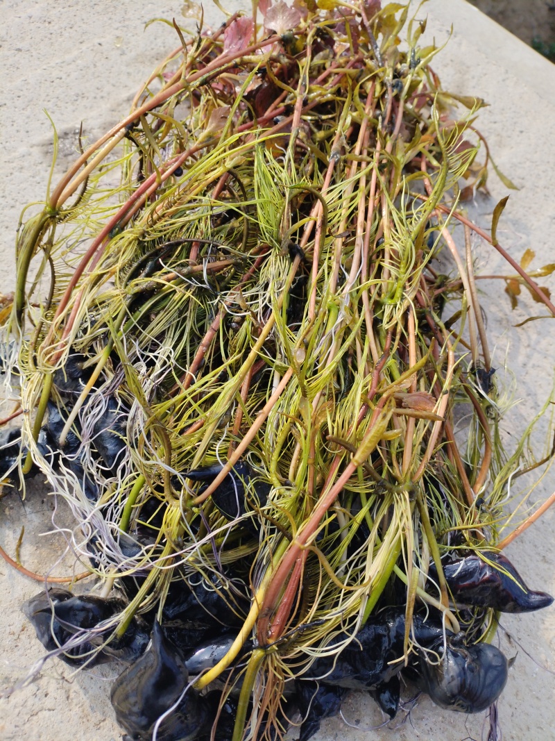 早熟高产红菱角苗开始销售，需要的老板抓紧老购联系我。