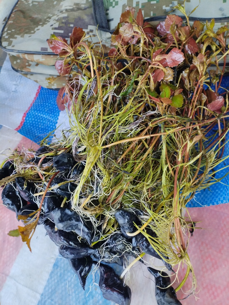 早熟高产红菱角苗开始销售，需要的老板抓紧老购联系我。