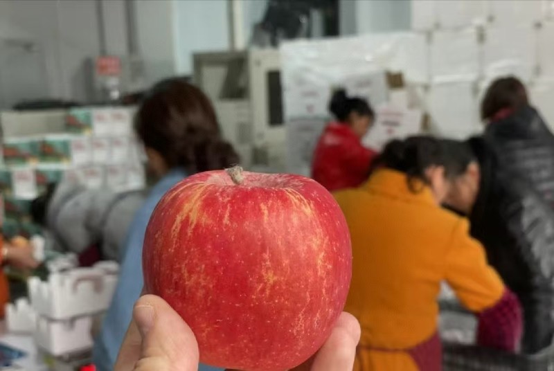 新货阿克苏樱桃苹果脆甜多汁，阿克苏产地直发一件起发包邮