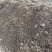 大量供应养殖鸭棚稻壳粪量大价优欢迎电话联系