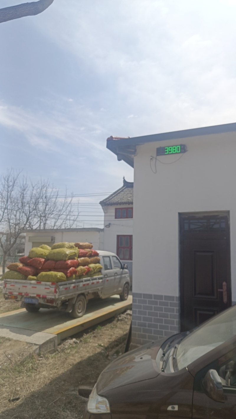 统货菊芋，服务各类客户，可以精选或者水洗随时有货欢迎咨询
