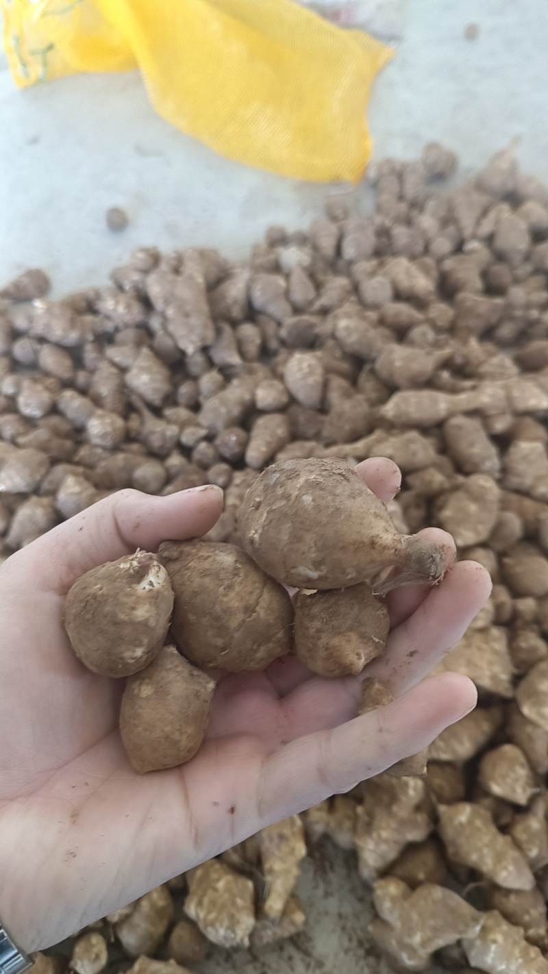 统货菊芋，服务各类客户，可以精选或者水洗随时有货欢迎咨询