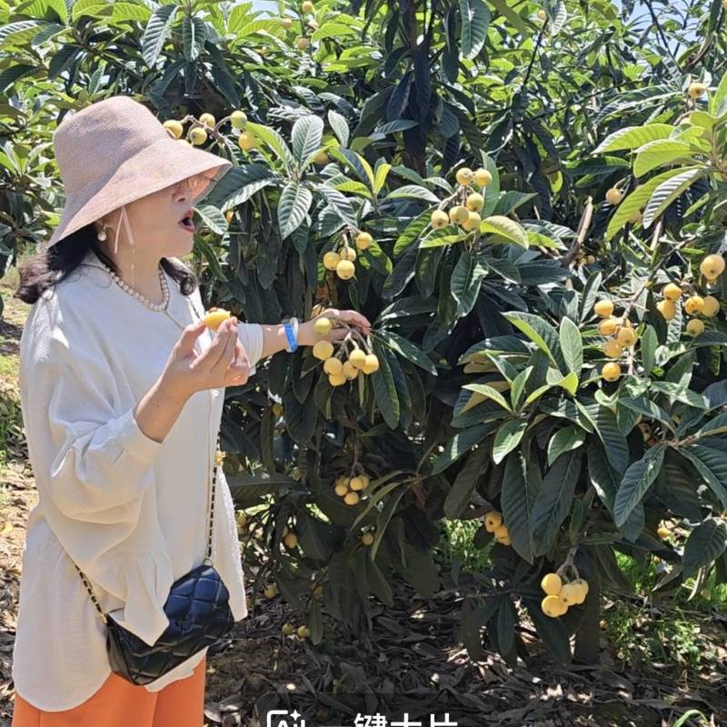 枇杷预售