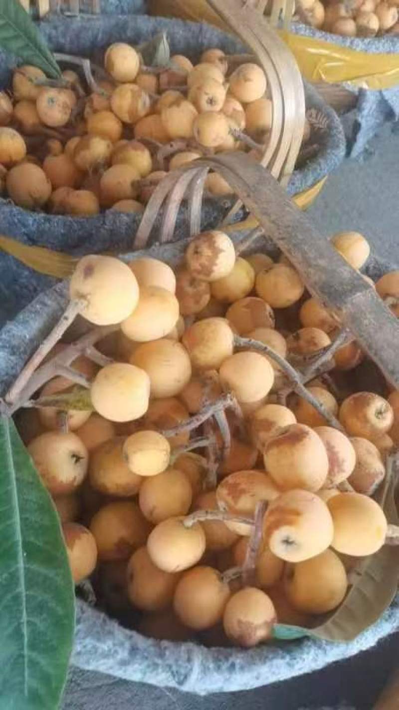 枇杷预售