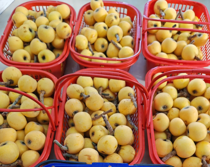 枇杷预售