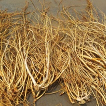 五指毛桃鲜货
