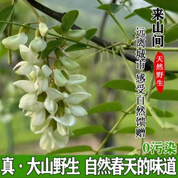 现摘野生槐花电商代发
