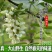 现摘野生槐花电商代发