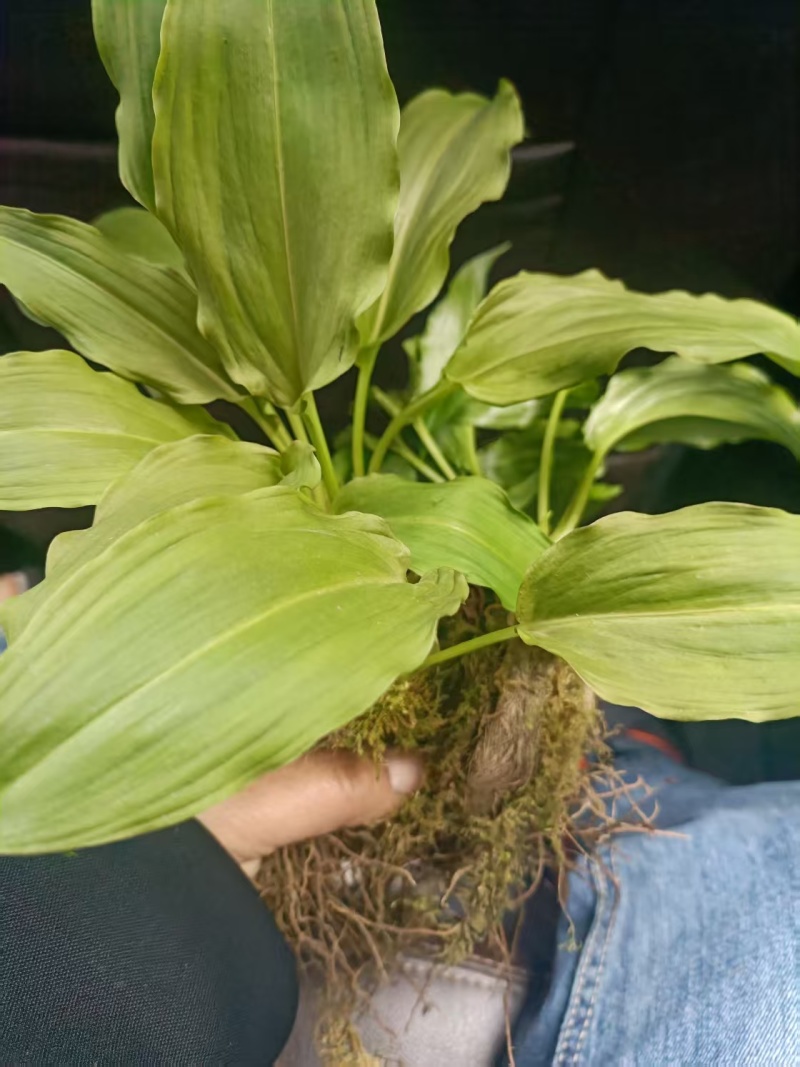野生鹿耳韭苗，种植简单成活率高三毛五一颗不包邮