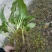 野生鹿耳韭苗，种植简单成活率高三毛五一颗不包邮