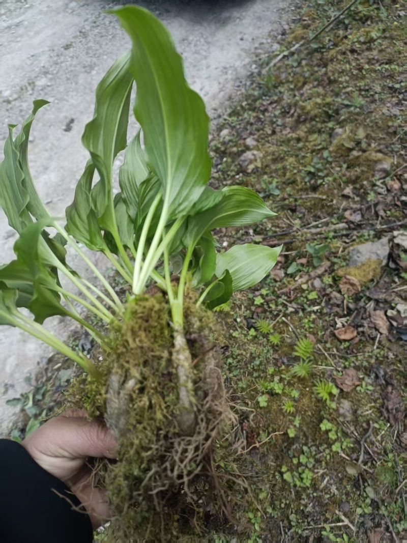 野生鹿耳韭苗，种植简单成活率高三毛五一颗不包邮