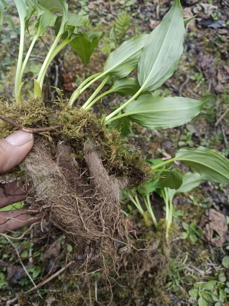 野生鹿耳韭苗，种植简单成活率高三毛五一颗不包邮