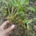 野生鹿耳韭苗，种植简单成活率高三毛五一颗不包邮