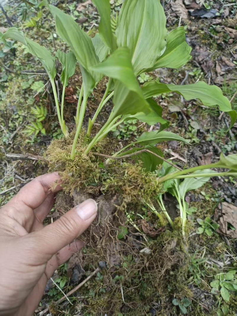 野生鹿耳韭苗，种植简单成活率高三毛五一颗不包邮
