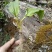 野生鹿耳韭苗，种植简单成活率高三毛五一颗不包邮