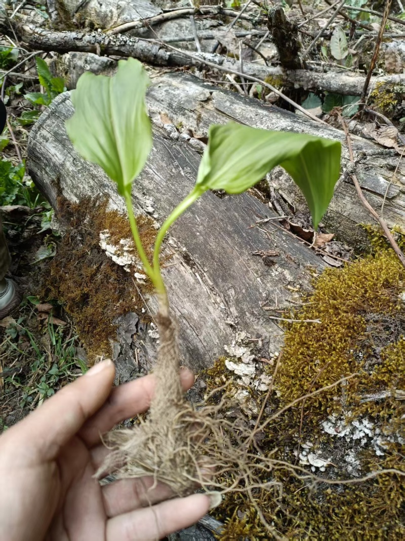 野生鹿耳韭苗，种植简单成活率高三毛五一颗不包邮
