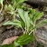 野生鹿耳韭苗，种植简单成活率高三毛五一颗不包邮