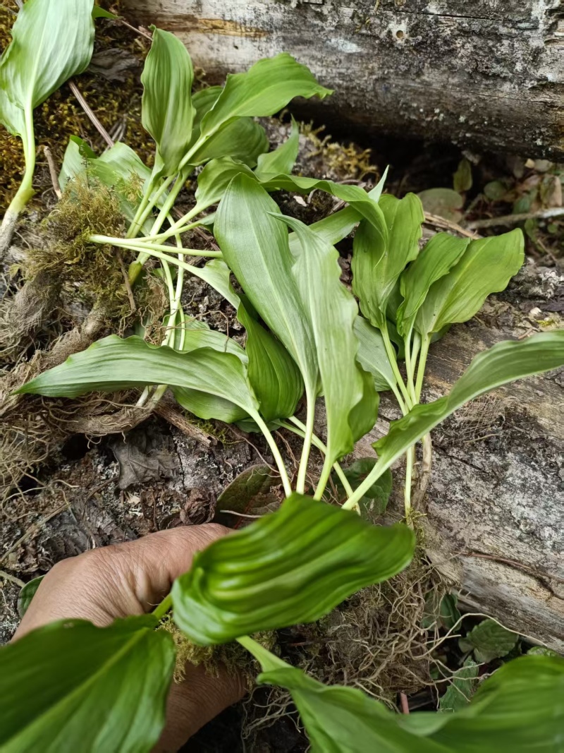 野生鹿耳韭苗，种植简单成活率高三毛五一颗不包邮