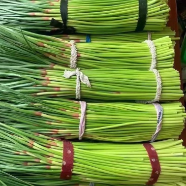 费县红帽蒜苔诚信代收产地直供大量现货全国对接各大