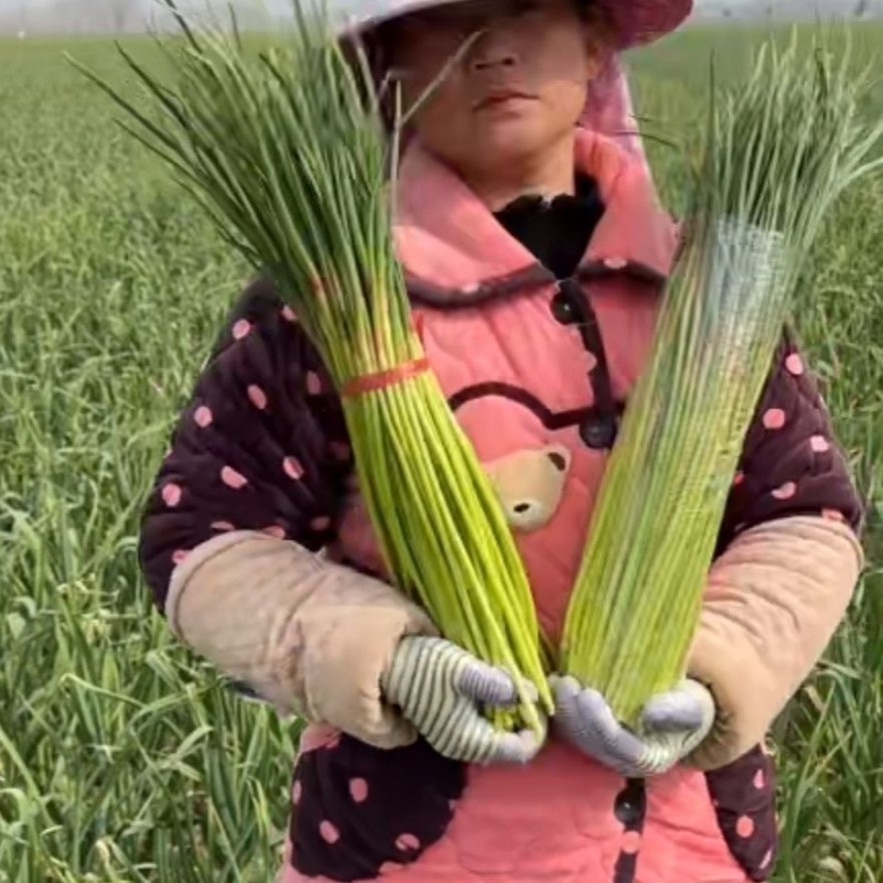 费县红帽蒜苔诚信代收产地直供大量现货全国对接各大