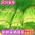 费县红帽蒜苔诚信代收产地直供大量现货全国对接各大