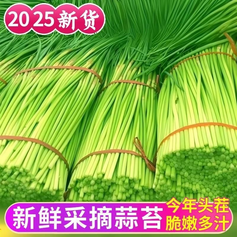 费县红帽蒜苔诚信代收产地直供大量现货全国对接各大