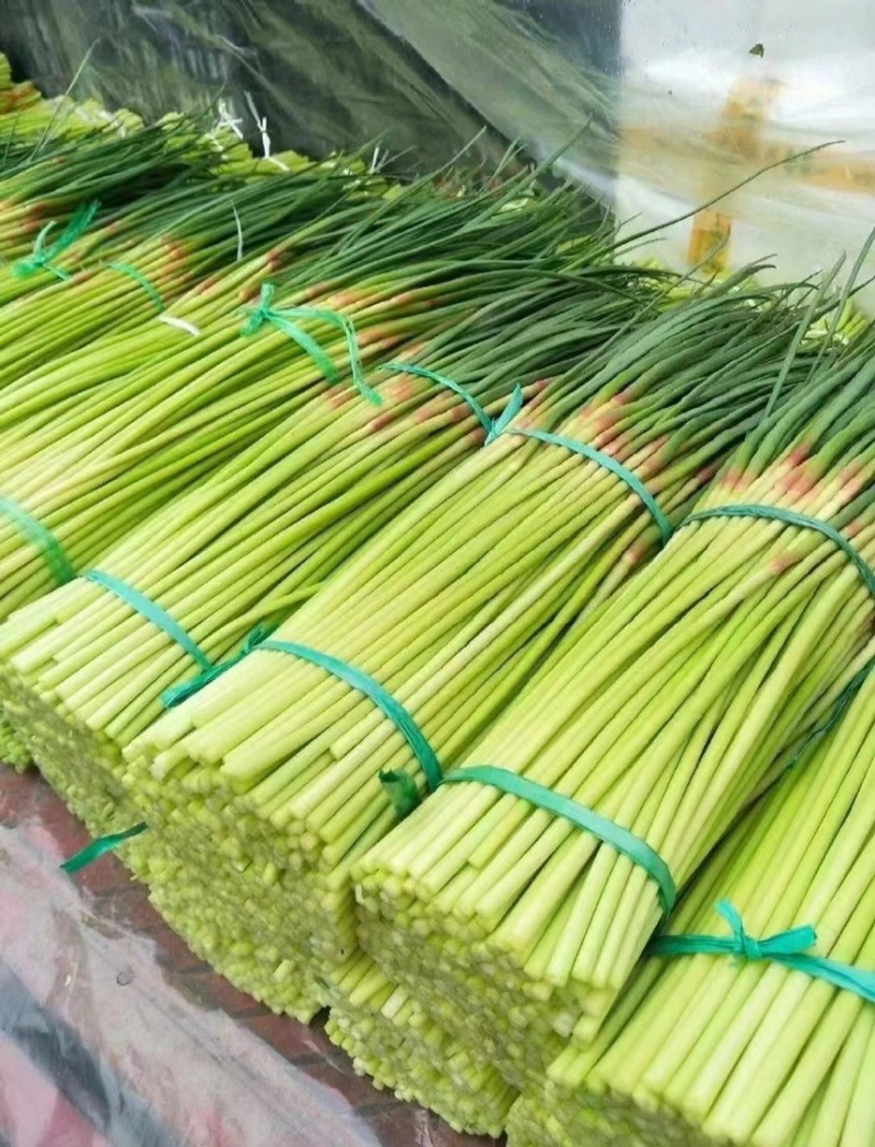 费县红帽蒜苔诚信代收产地直供大量现货全国对接各大