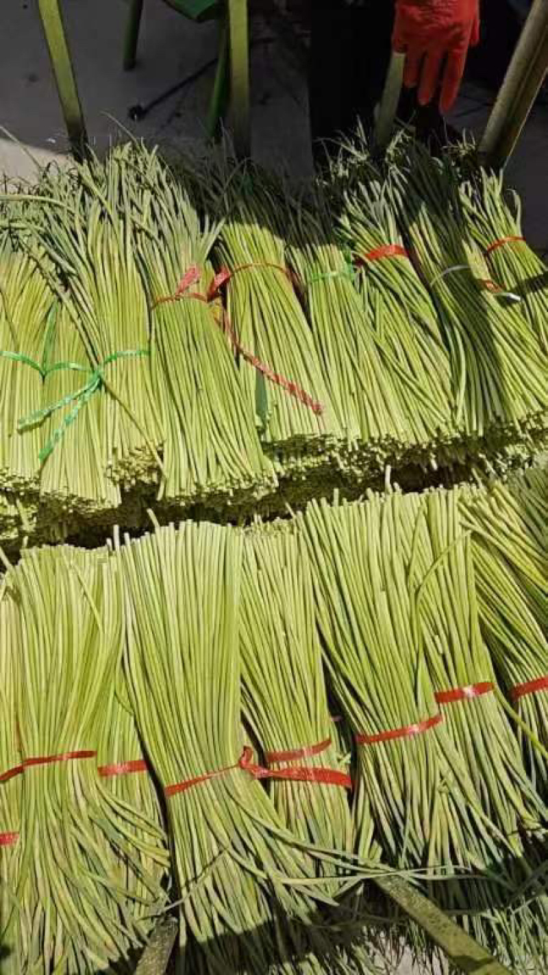 费县红帽蒜苔诚信代收产地直供大量现货全国对接各大