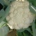 花菜松花菜大量上市中,个头两斤左右,有需要的老板联系我。