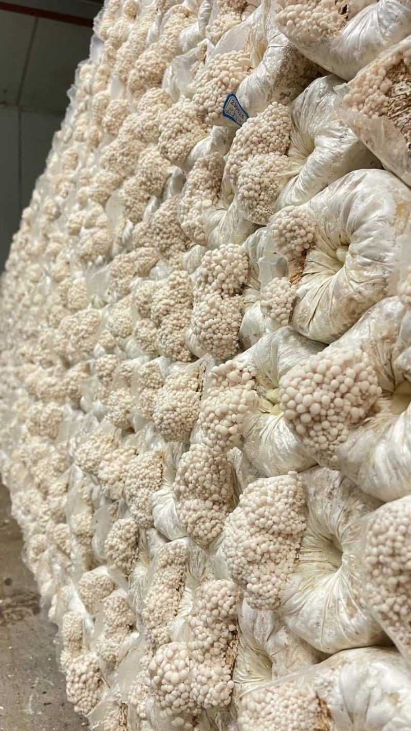 白平菇菌包，出口级白平菇菌棒，可办理出口手续