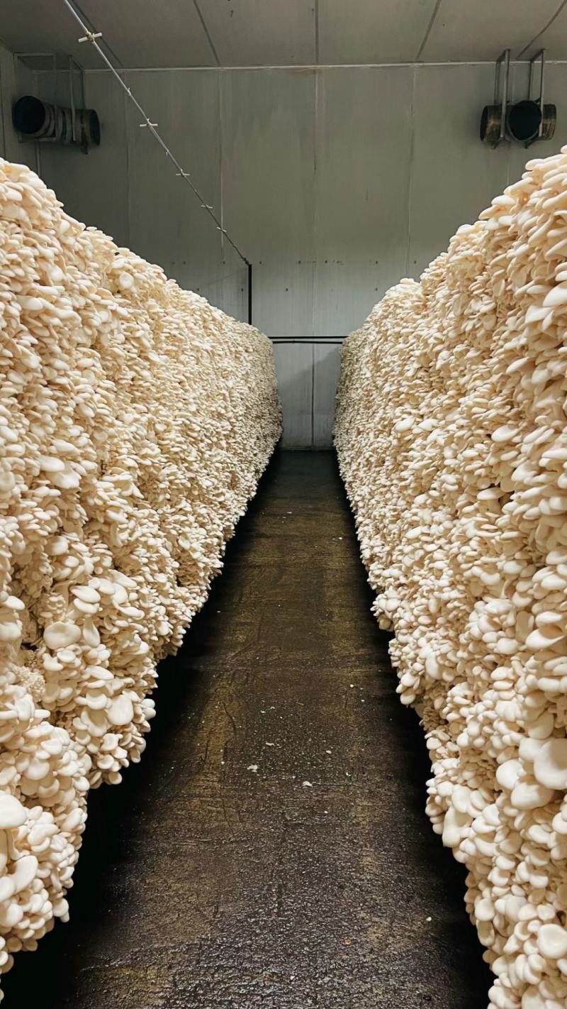 白平菇菌包，出口级白平菇菌棒，可办理出口手续